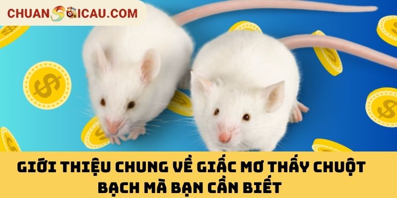 Giới Thiệu Chung Về Giấc Mơ Thấy Chuột Bạch Mà Bạn Cần Biết 