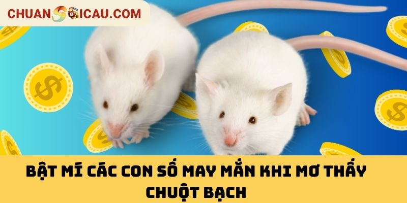 Bật Mí Các Con Số May Mắn Khi Mơ Thấy Chuột Bạch