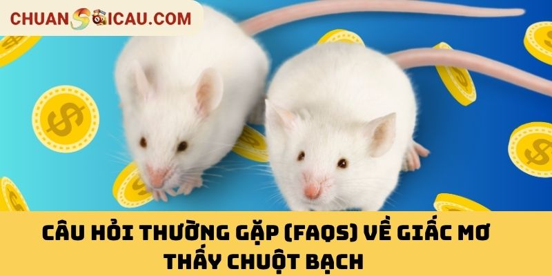 Câu Hỏi Thường Gặp (FAQs) Về Giấc Mơ Thấy Chuột Bạch 